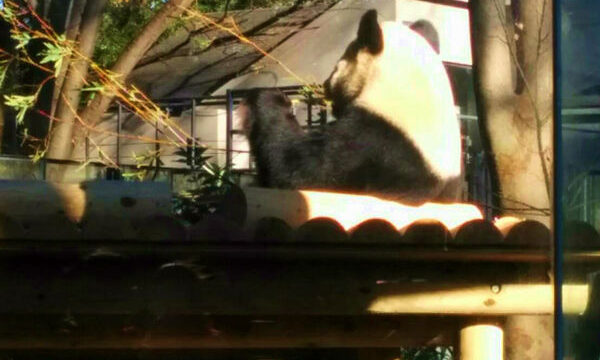 パンダ