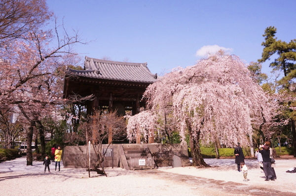 鐘楼堂枝垂れ桜