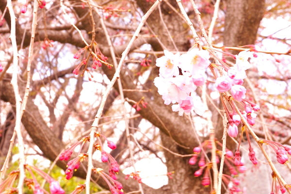 長谷川一夫遺愛の桜