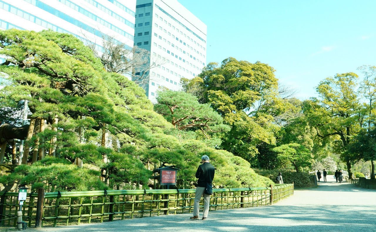 三百年の松