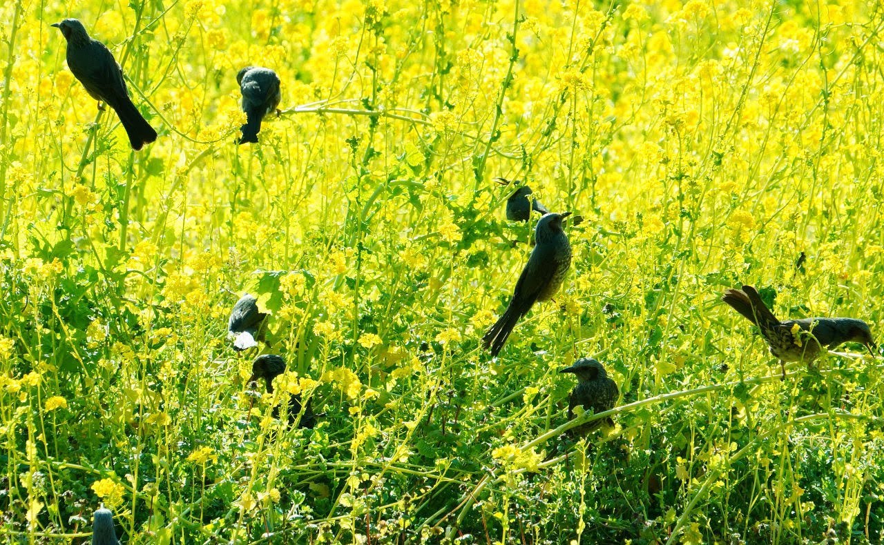 菜の花畑