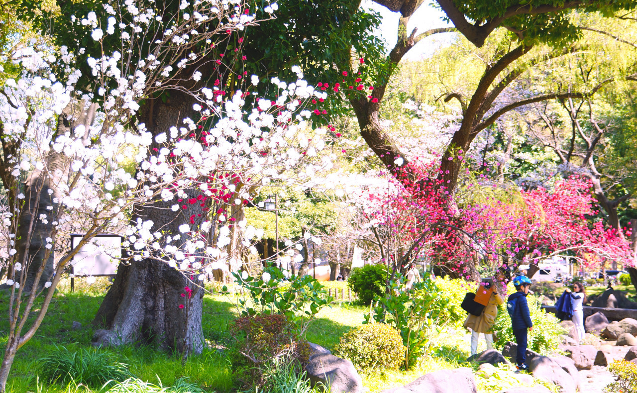 交差点近くの桜