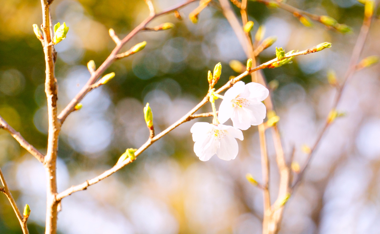 花桃